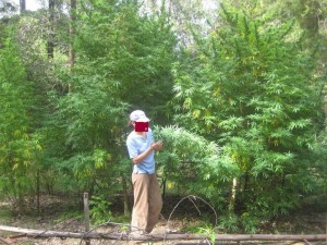 That's the way to do it! Australian weed trees