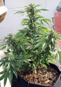 Magnum - finally autoflowering cannabis worth growing