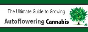 The Ultimate Guide to Growing Autoflowering Cannabis