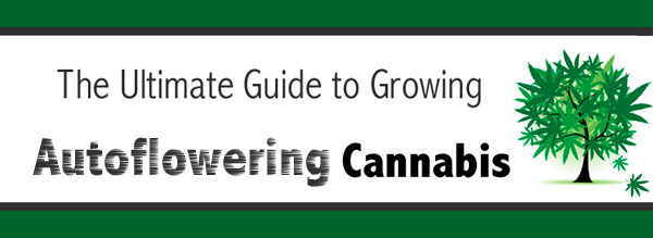 Autoflower Feeding Chart