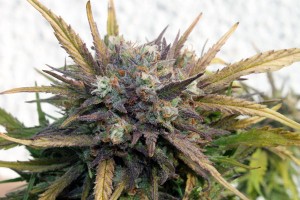 Indepth Autoflowering Cannabis FAQ