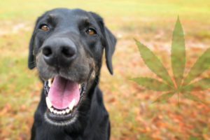 CBD for Dogs: 5 Health Benefits Backed by Science