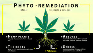 15 Possibly Surprising Facts About Cannabis
