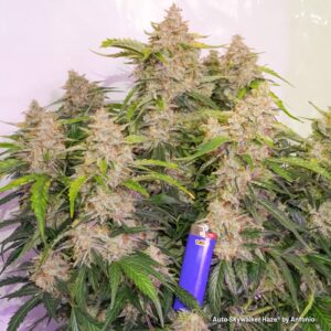 Auto Skywalker Haze Report via Dutch Passion