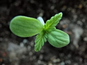 What is the best soil for autoflowering cannabis?