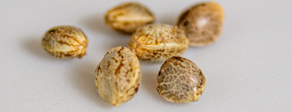 Three New Age Ways To Uk Seed Bank Reviews