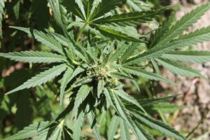 Organic vs. Hydroponic Cannabis Growing: A Comprehensive Comparison and Analysis