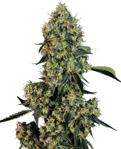 Where to get OG Kush Seeds?