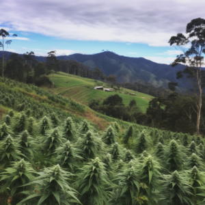 colombia cannabis